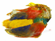 Шкура золотого фазана FLY-FISHING Golden Pheasant Skin Natural with Head