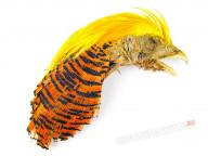 Скальп золотого фазана FLY-FISHING Golden Pheasant Head